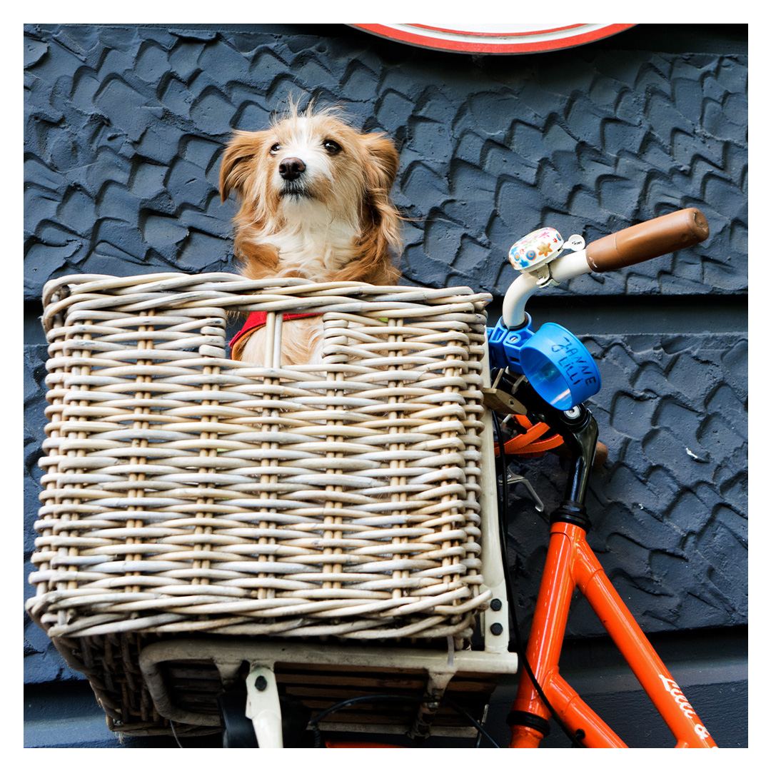 Hund in Fahrradkorb