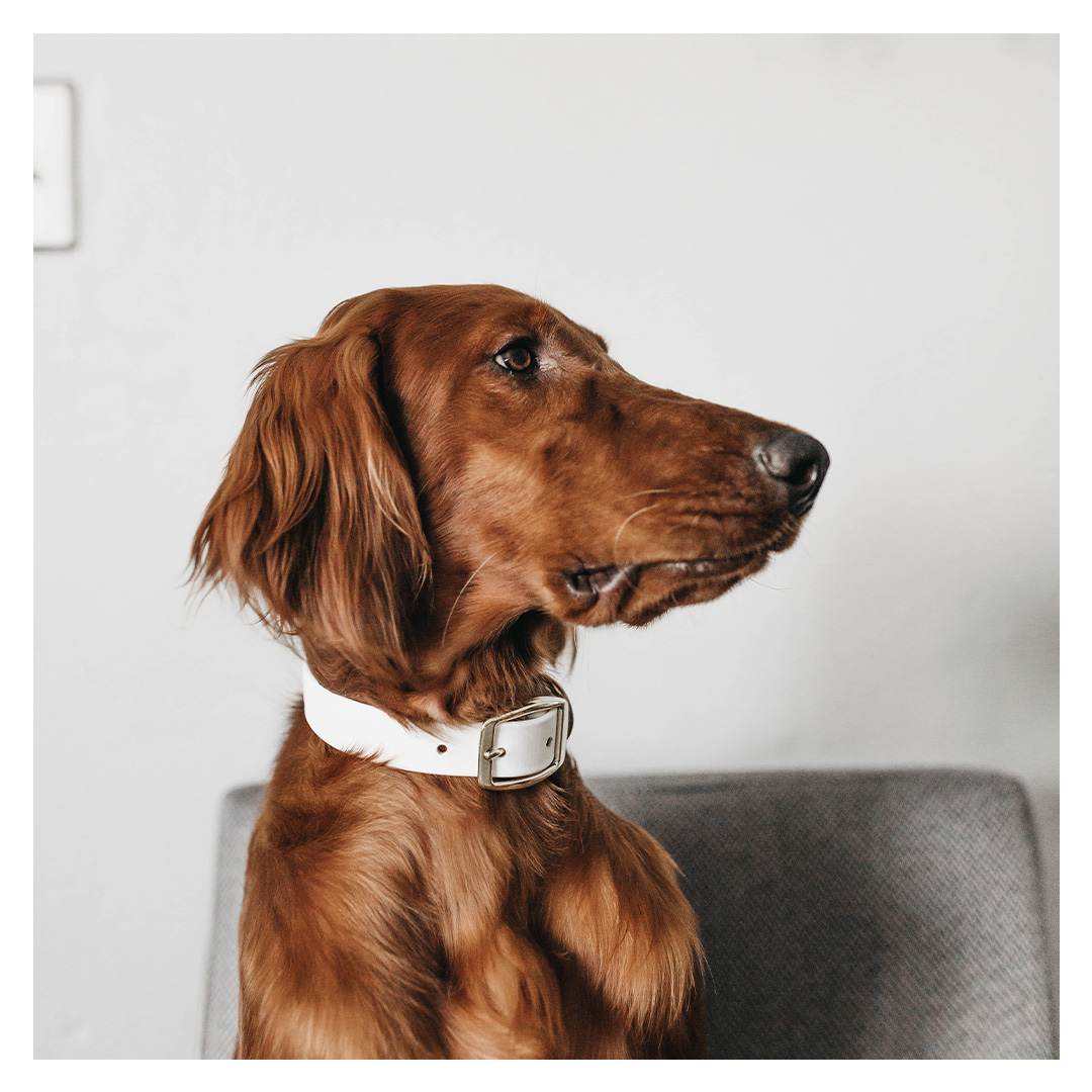 Hund mit Lederhalsband