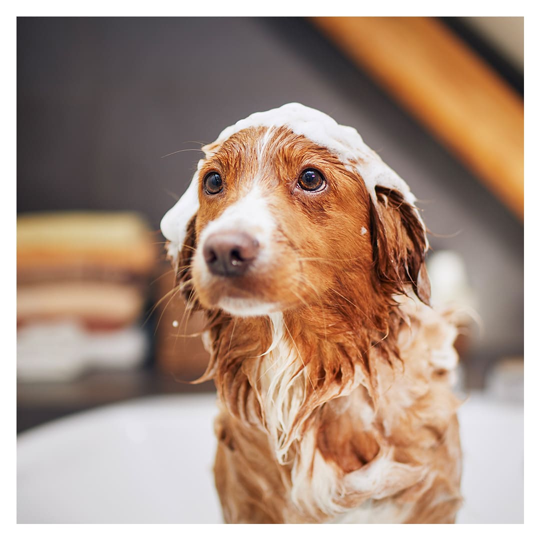 Hund in Badewanne mit Schaum auf dem Kopf